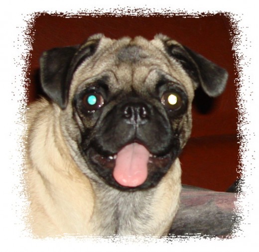 Es mi primera pug-le gustan los lugares altos, donde pueda trepar, alli esta ella. Es muy lider, le gusta liderar. Es mi primera pug-le gustan los lugares altos, donde pueda trepar, alli esta ella. Es muy lider, le gusta liderar.